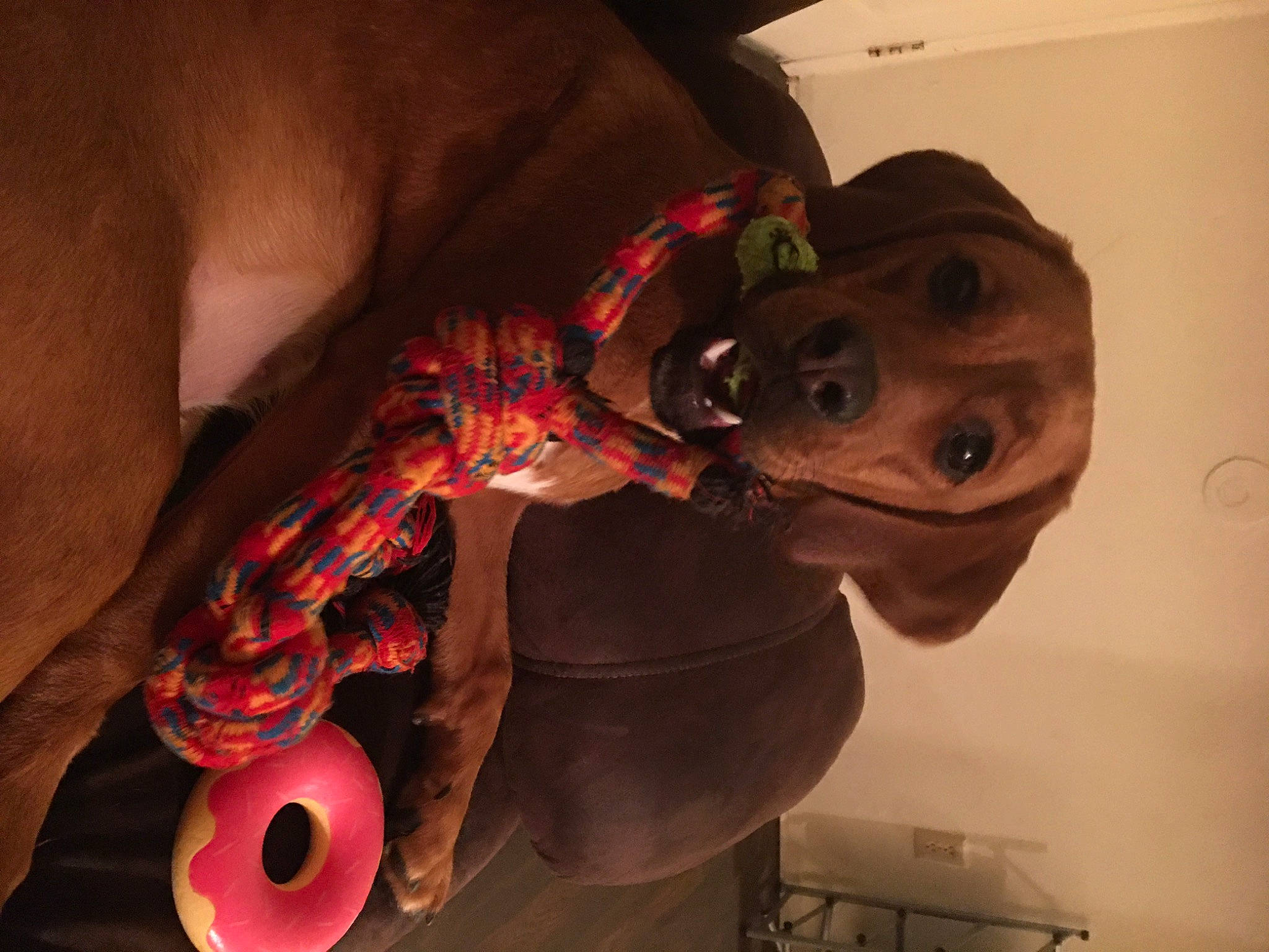 Dolly joined the competition — help win amazing prizes! art, canidae, carnivore, companion_dog, dog, dog_breed, ear, elbow, eyewear, fashion_accessory, fawn, flesh, fun, hat, jaw, personal_protective_equipment, sporting_group, toy, working_animal, wrist