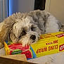 Willie Nelson joined the competition — help win amazing prizes! dog, bed, box, cling_wrap, indoor, resting, fluffy, white, gray, furniture, sleepy, pet, domestic, cozy, household, animal, closeup, soft, relaxed, cute