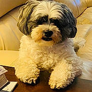 Willie Nelson is registered to the contest to win money with this photo: dog, fluffy, curly_fur, white_fur, black_fur, pet, indoor, couch, leather_couch, table, wooden_table, resting, paws, curious, sleepy, close_up, domestic_animal, household, cozy, companion
