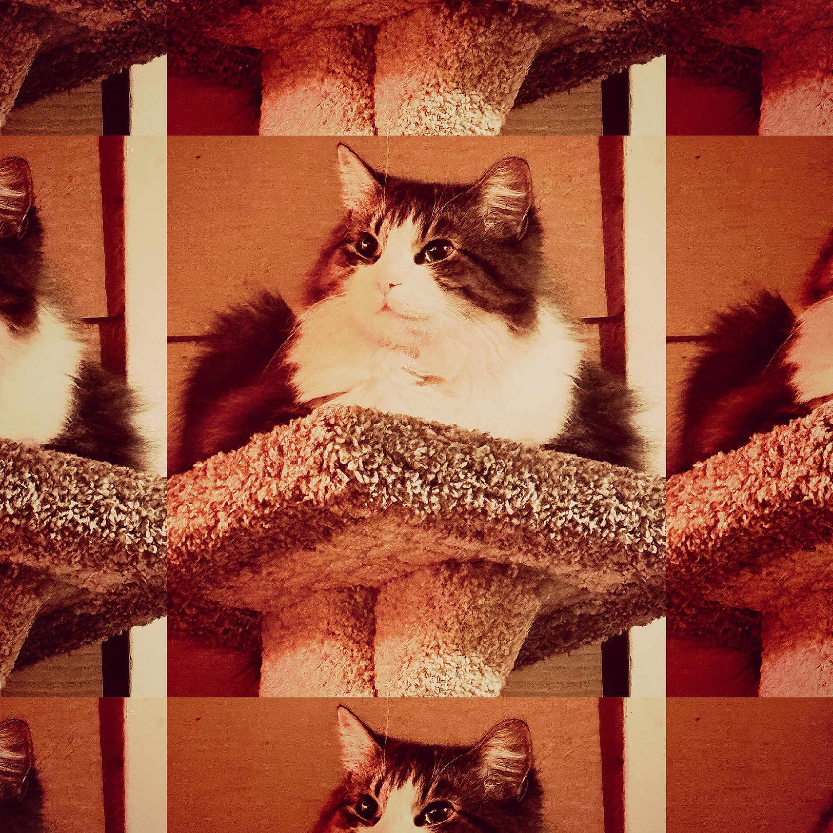 Ellie joined the competition — help win amazing prizes! cat, feline, pet, animal, fluffy, carpet, cat_tree, indoor, fur, ears, portrait, resting, mammal, whiskers, cute, pattern, repetition, warm_tone, vintage_filter, closeup