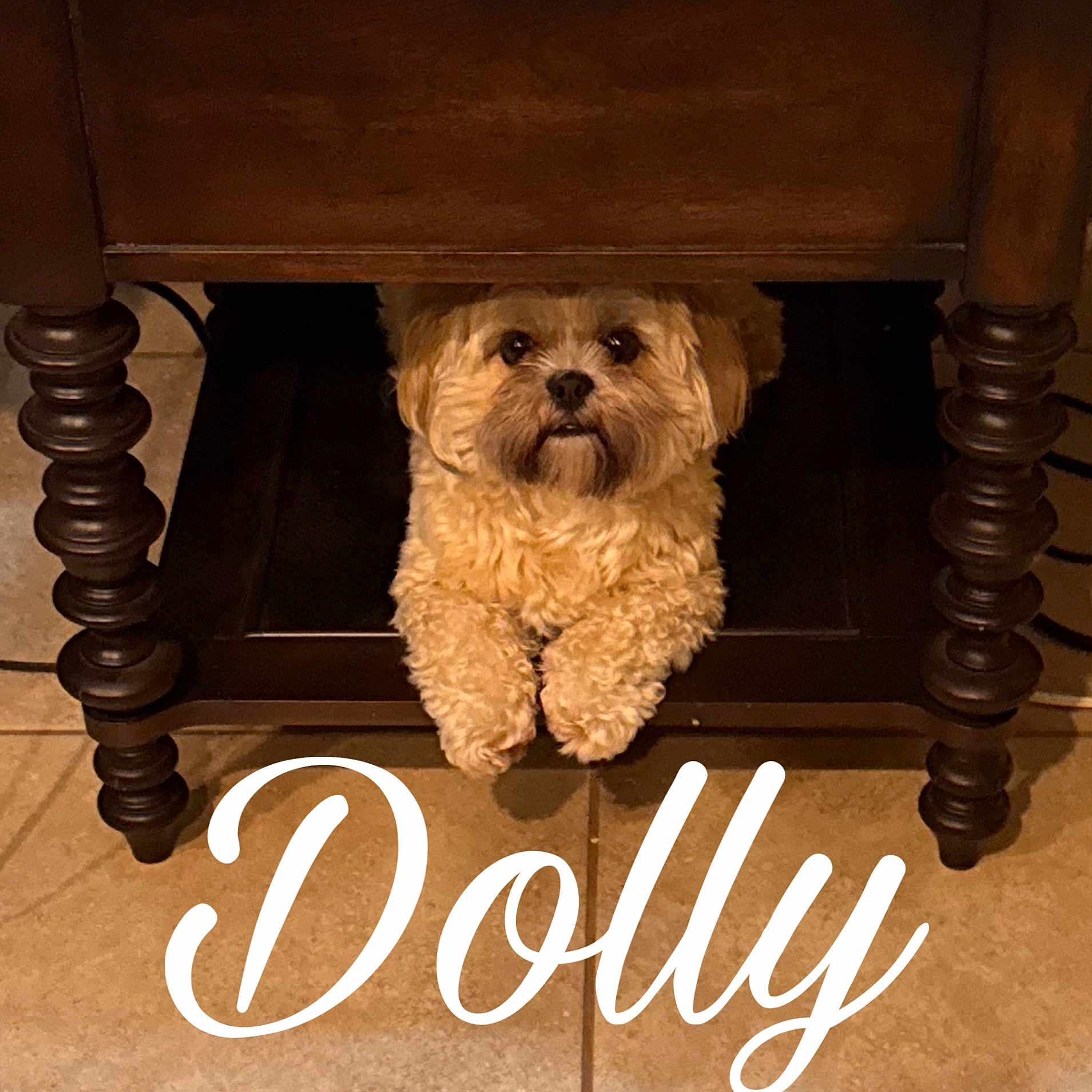 Dolly Parton joined the competition — help win amazing prizes! animal, brown, cozy, curious, cute, decor, dog, floor, fluffy, home, indoors, legs, name_text, pet, portrait, resting, small_dog, table, tile_floor, wooden_furniture