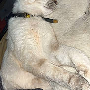 Aza participe au concours pour gagner de l'argent avec cette photo : cat, sleeping, pet, fur, collar, bell, cozy, blanket, resting, closeup, domestic_cat, whiskers, paw, face, animal, cute, feline, relaxation, indoor, soft