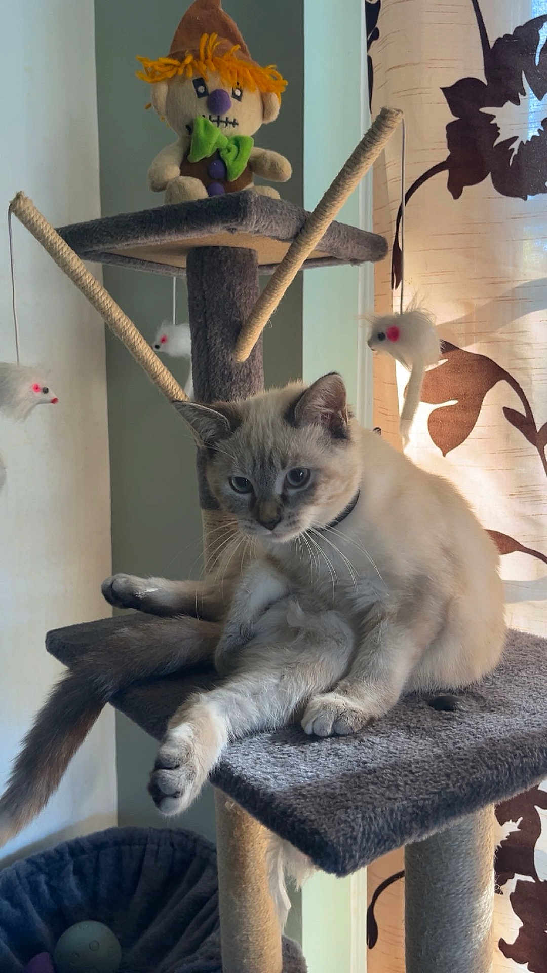 Aza a rejoint le concours — aidez-le/la à gagner de superbes lots ! cat, cat_tree, toy_mouse, plush_toy, scarecrow, indoor, curtain, sunlight, pet, animal, feline, fur, relaxed, sitting, playful, home, furniture, window, decor, cozy