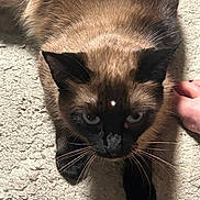 Precious is registered to the contest to win money with this photo: animal, blue_eyes, carpet, cat, close_up, domestic_animal, feline, fur, hand, human, indoor, lying_down, nails, pet, red_nail_polish, resting, shadow, siamese_cat, texture, whiskers