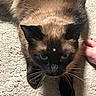 animal, blue_eyes, carpet, cat, close_up, domestic_animal, feline, fur, hand, human, indoor, lying_down, nails, pet, red_nail_polish, resting, shadow, siamese_cat, texture, whiskers