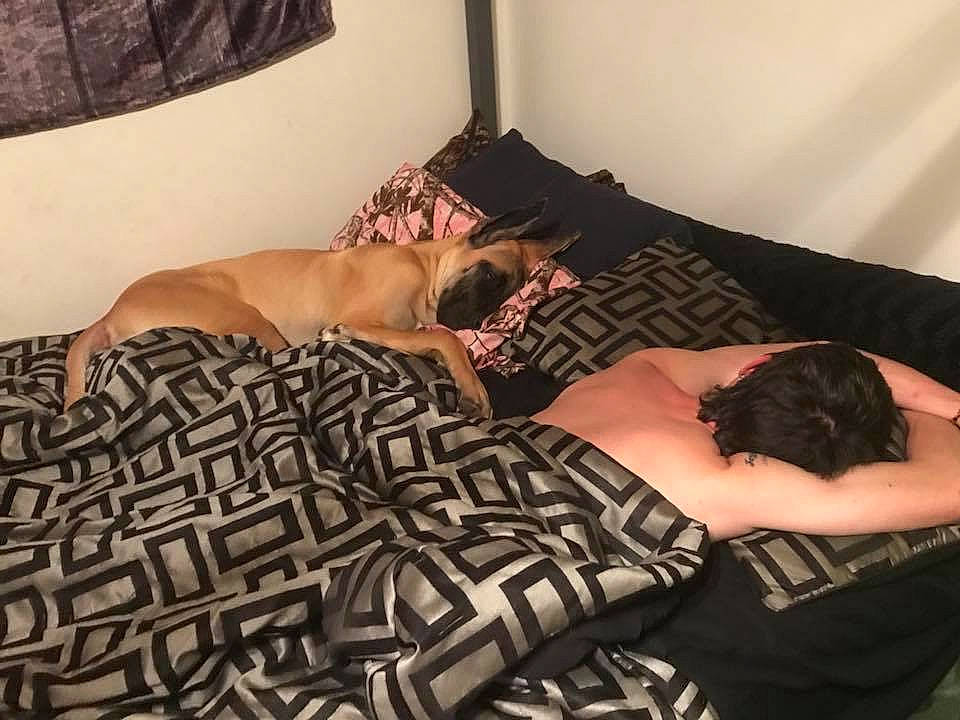 Loki is registered to the contest to win money with this photo: bed, bullmastiff, canidae, carnivore, comfort, dog, fawn, french_bulldog, furniture, great_dane, guard_dog, love, nap, non_sporting_group, puggle, puppy, sleep