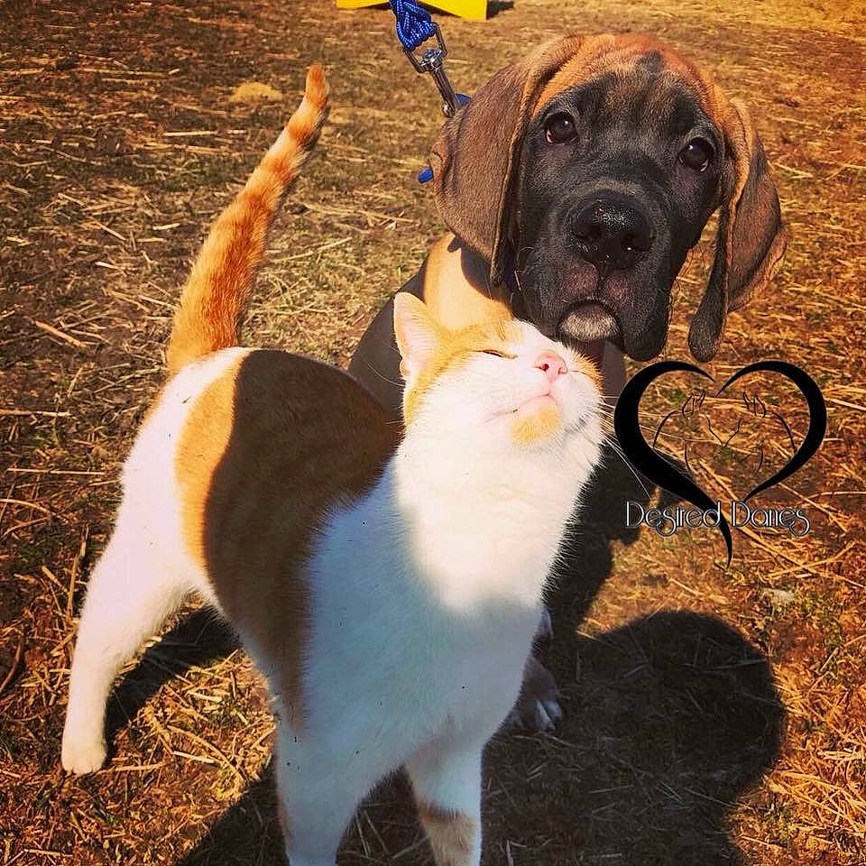 Loki joined the competition — help win amazing prizes! canidae, carnivore, cat, dog, dog_breed, fawn, felidae, mammal, snout, sporting_group, tail, vertebrate, whiskers