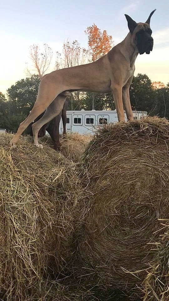 Loki joined the competition — help win amazing prizes! ancient_dog_breeds, boerboel, canidae, carnivore, dog, dog_breed, fawn, great_dane, guard_dog, hay, hunting_dog, sporting_group, straw