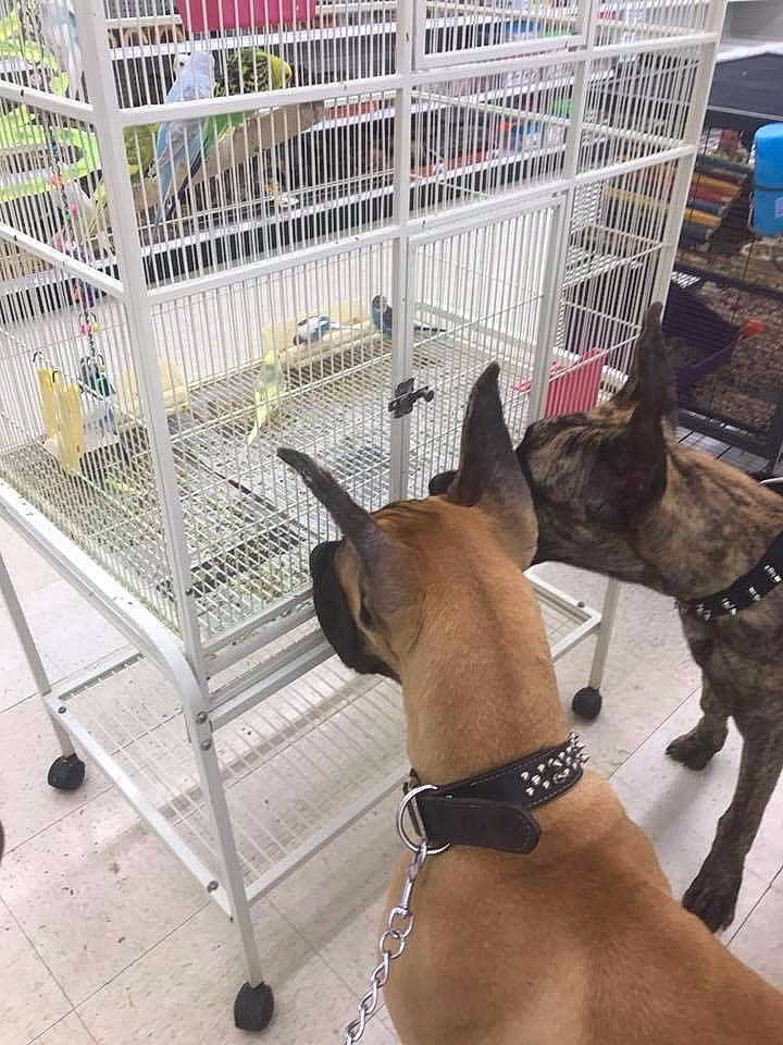 Loki joined the competition — help win amazing prizes! animal_shelter, boxer, canidae, carnivore, dog, dog_breed, dog_crate, fawn, formosan_mountain_dog, mammal, non_sporting_group