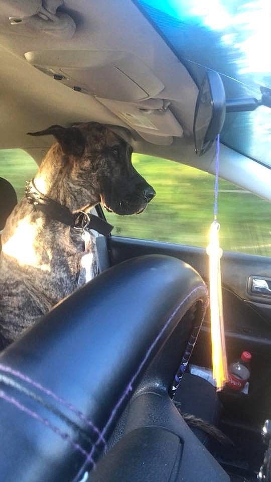 Shiva joined the competition — help win amazing prizes! auto_part, automotive_window_part, canidae, carnivore, dog, dog_breed, glass, sporting_group, windshield