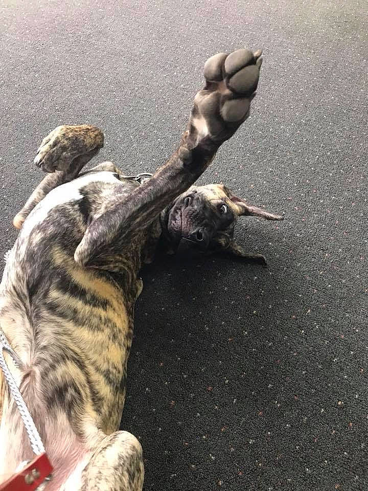 Shiva joined the competition — help win amazing prizes! canidae, carnivore, gesture, great_dane, statue