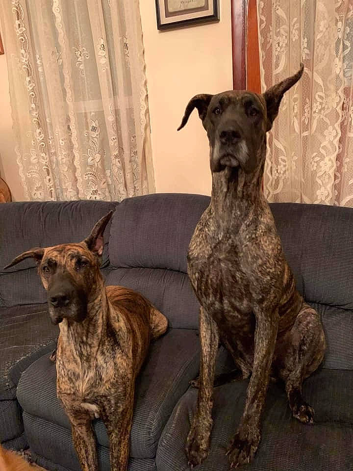 Shiva is registered to the contest to win money with this photo: alaunt, canidae, carnivore, cimarron_uruguayo, dog, dog_breed, fawn, mammal, non_sporting_group, rare_breed_dog, treeing_tennessee_brindle, vertebrate