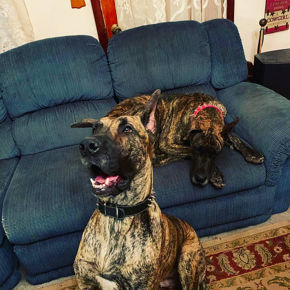 Shiva joined the competition — help win amazing prizes! alaunt, bullmastiff, canidae, carnivore, cimarron_uruguayo, companion_dog, dog, dog_breed, dutch_shepherd_dog, furniture, guard_dog, mammal, non_sporting_group, perro_de_presa_canario, plott_hound, sporting_group, treeing_tennessee_brindle, vertebrate