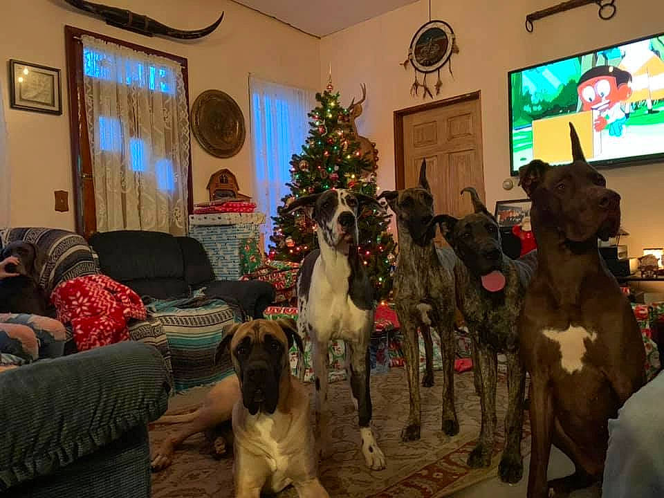 Khaleesi joined the competition — help win amazing prizes! bullmastiff, canidae, carnivore, christmas_tree, dog, dog_breed, english_mastiff, fawn, great_dane, guard_dog, mammal, non_sporting_group, perro_de_presa_canario, sporting_group, working_dog