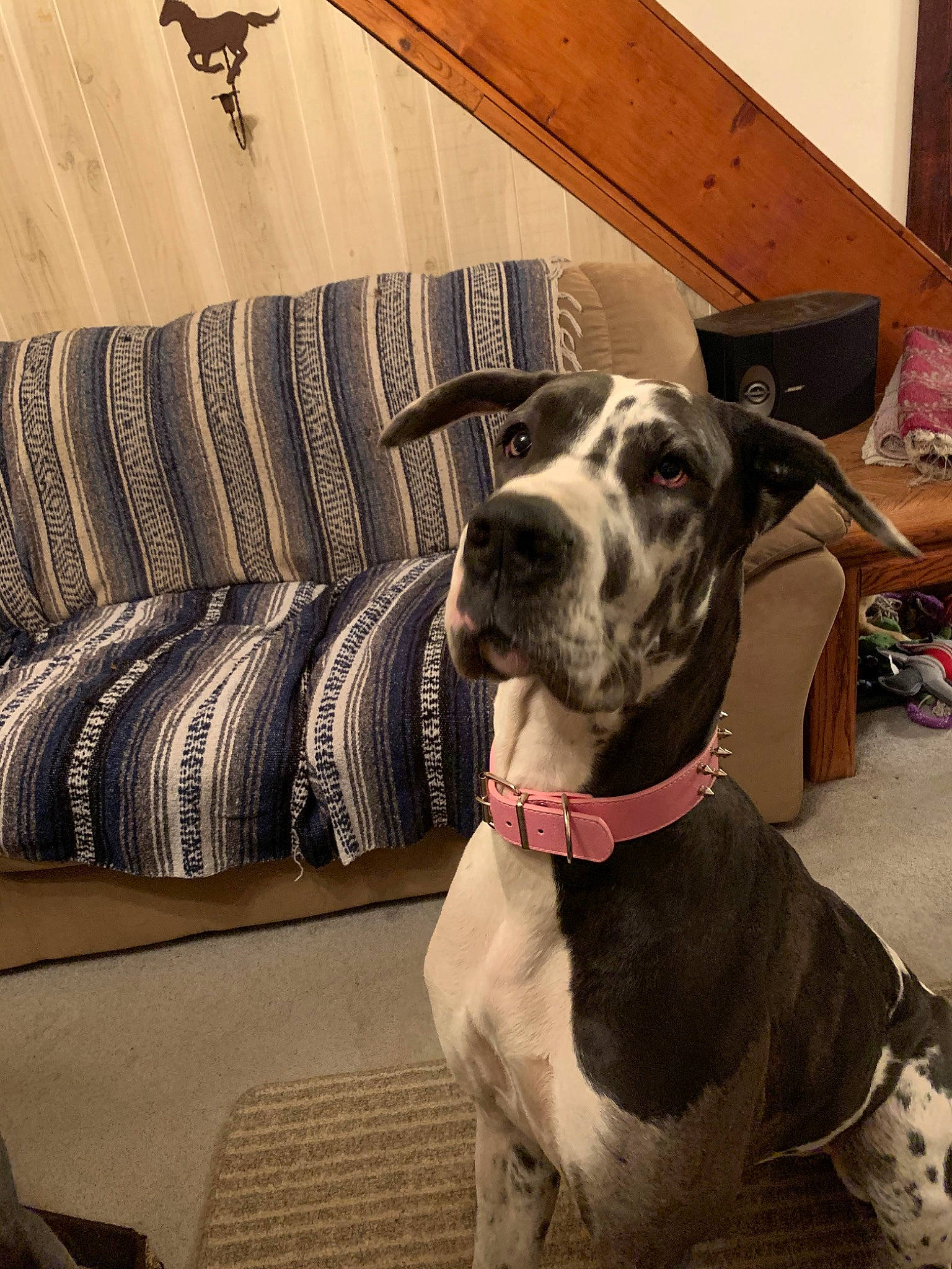 Khaleesi is registered to the contest to win money with this photo: canidae, carnivore, dog, dog_breed, dog_collar, fawn, great_dane, guard_dog, mammal, non_sporting_group, pointer, snout, sporting_group, vertebrate, working_dog