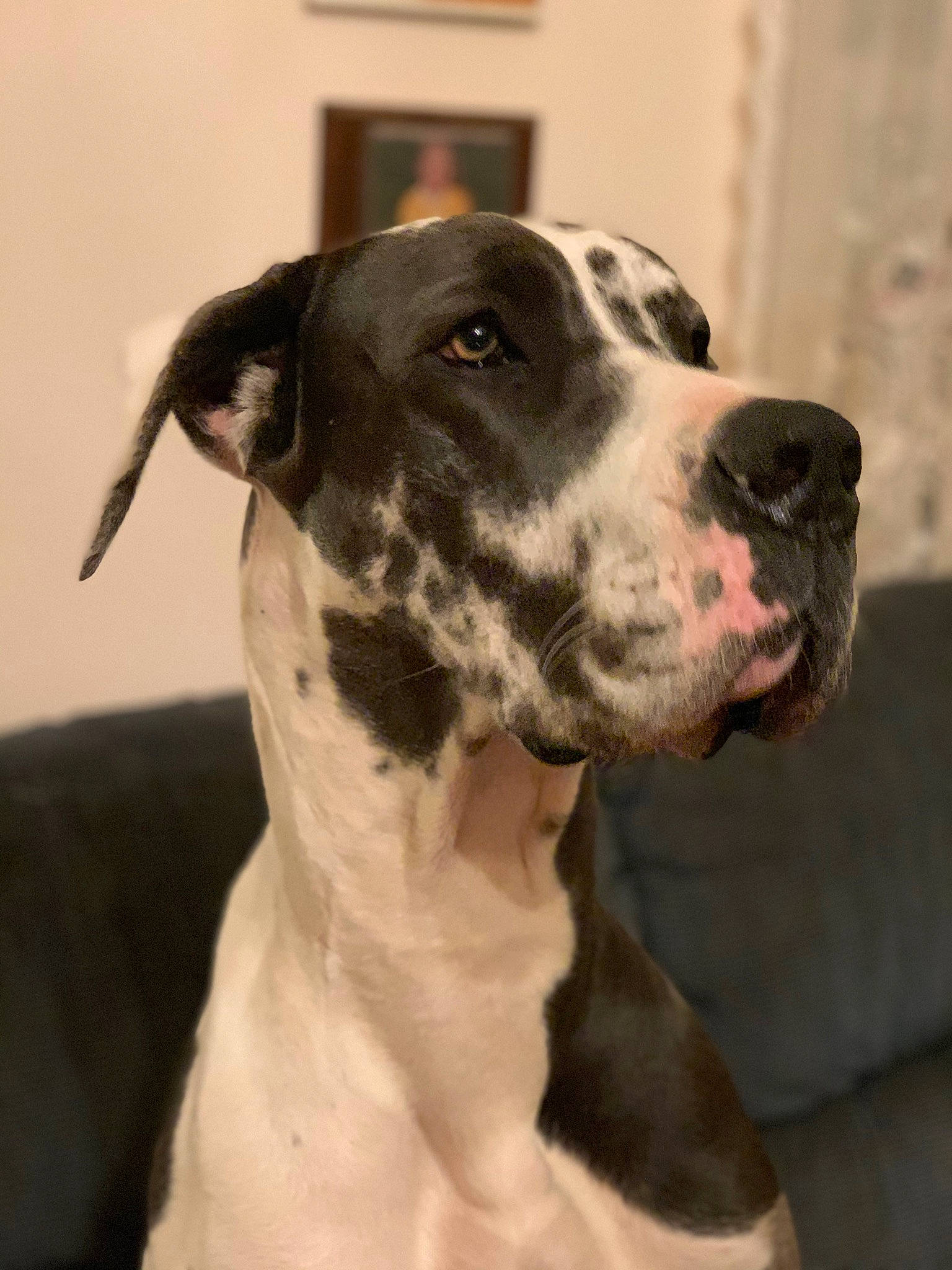Khaleesi is registered to the contest to win money with this photo: bully_kutta, canidae, carnivore, dog, dog_breed, fawn, great_dane, guard_dog, mammal, non_sporting_group, rare_breed_dog, snout, sporting_group, vertebrate, working_dog