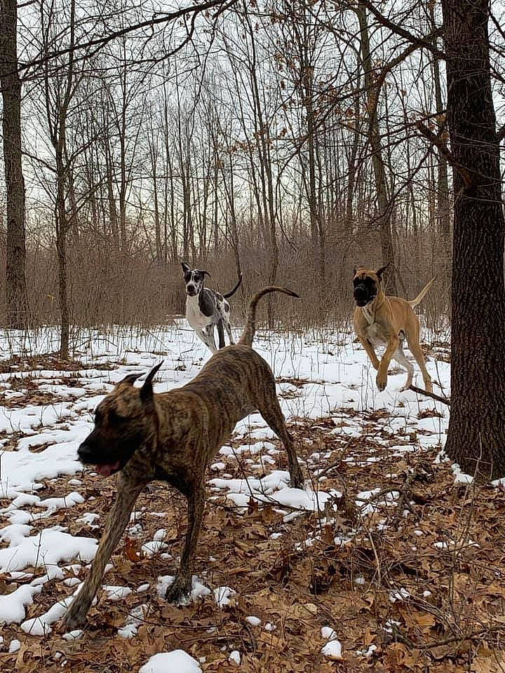 Khaleesi joined the competition — help win amazing prizes! alano_espanol, alaunt, boxer, branch, canidae, carnivore, dog, dog_breed, fawn, great_dane, hunting_dog, mammal, non_sporting_group, perro_de_presa_canario, snow, tree, vertebrate, wildlife, winter, woodland