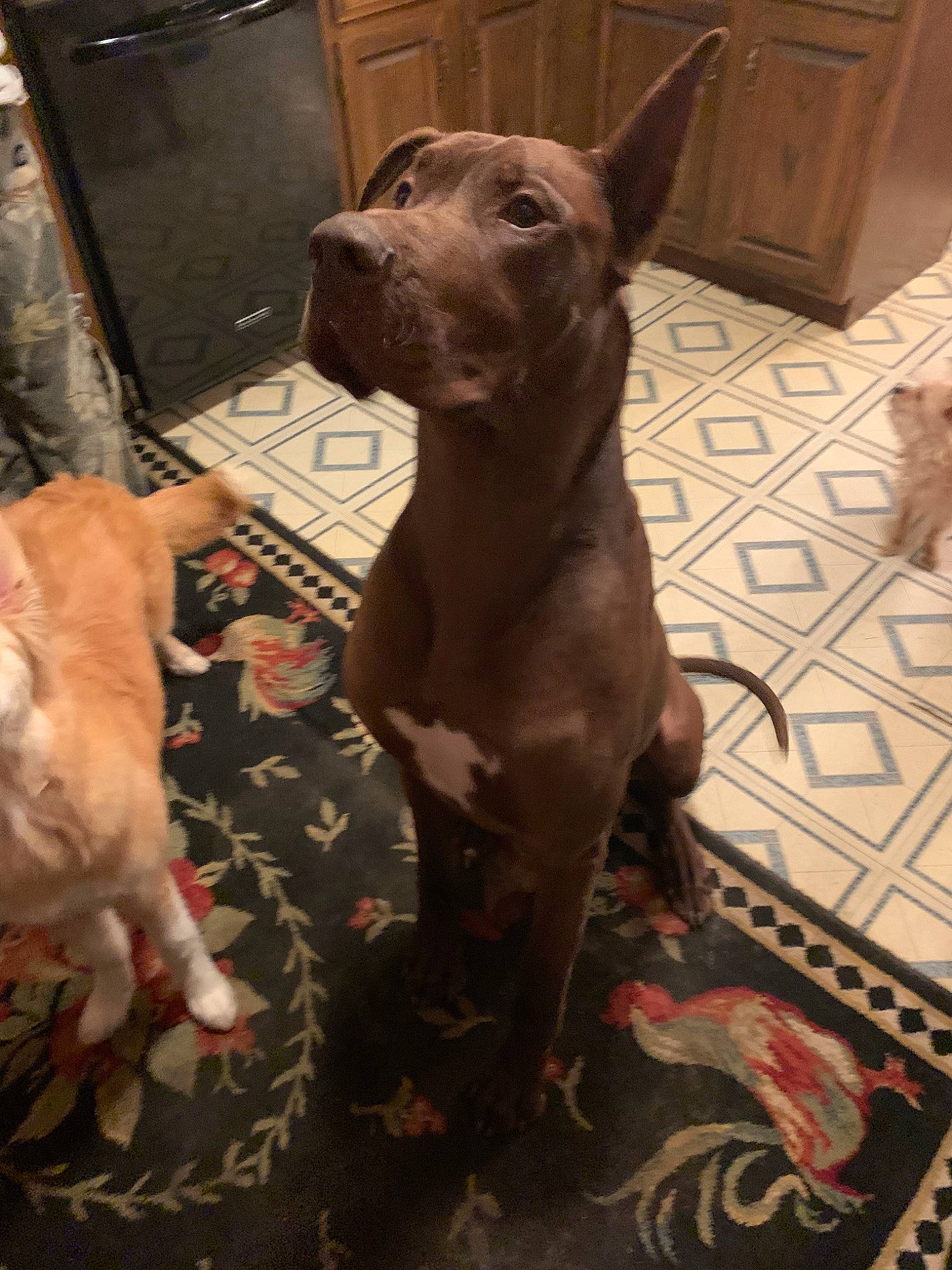 Kane joined the competition — help win amazing prizes! american_pit_bull_terrier, bull_and_terrier, canidae, carnivore, dog, dog_breed, fawn, mammal, non_sporting_group, peruvian_hairless_dog, pit_bull, snout, thai_ridgeback, vertebrate, weimaraner