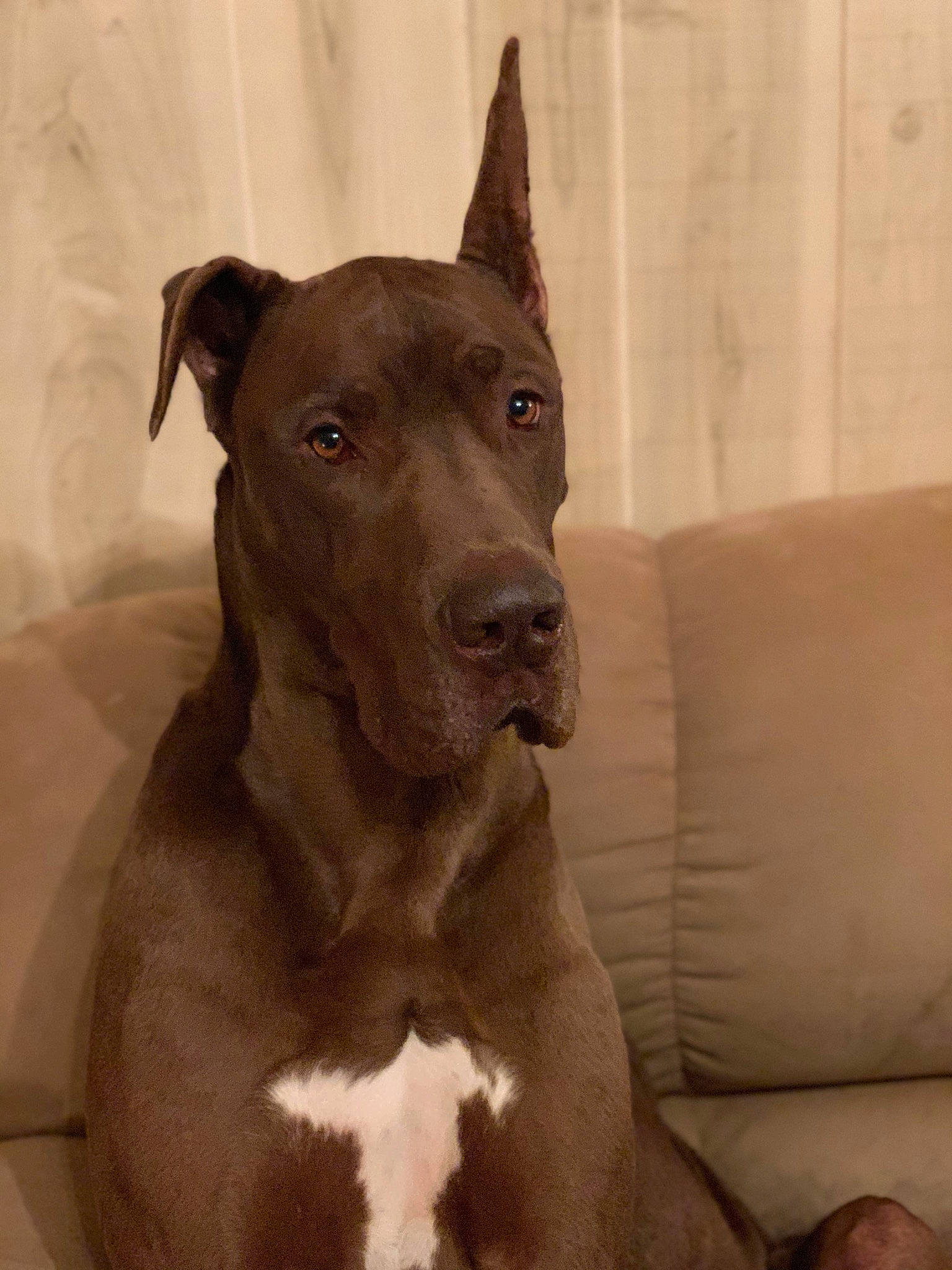 Kane is registered to the contest to win money with this photo: alaunt, american_pit_bull_terrier, canidae, carnivore, dog, dog_breed, fawn, mammal, non_sporting_group, pit_bull, rare_breed_dog, snout, sporting_group, vertebrate, whiskers