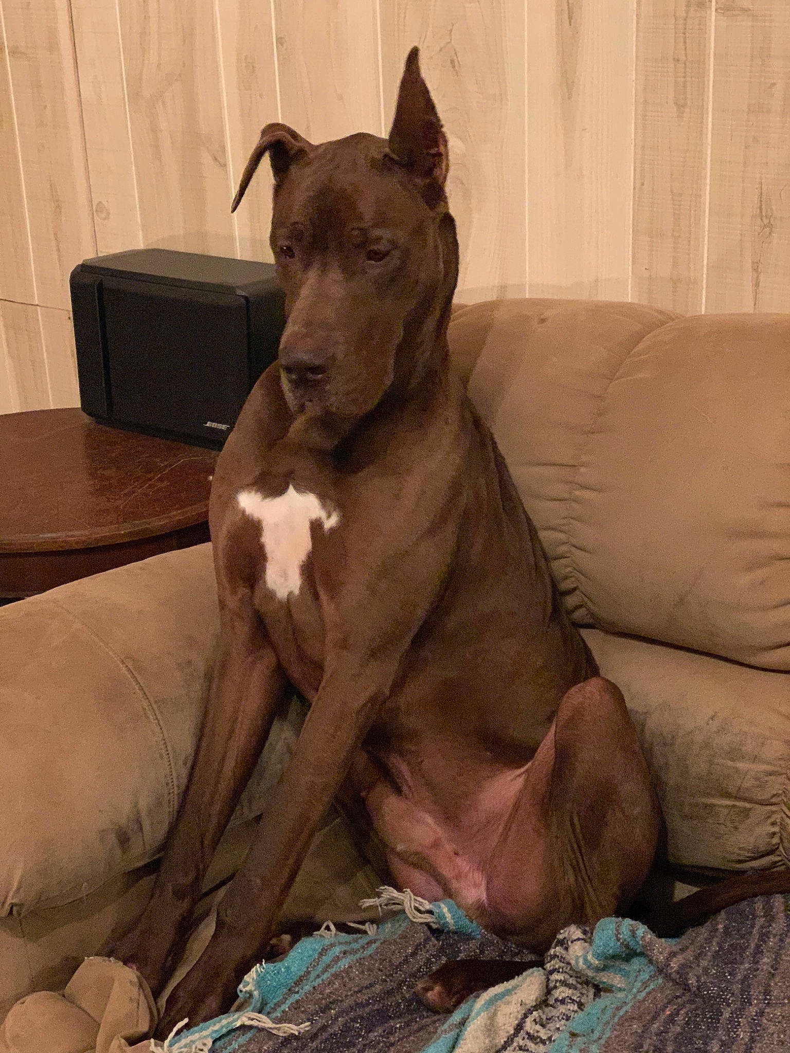 Kane joined the competition — help win amazing prizes! american_pit_bull_terrier, canidae, carnivore, dog, dog_breed, fawn, mammal, non_sporting_group, snout, sporting_group, vertebrate