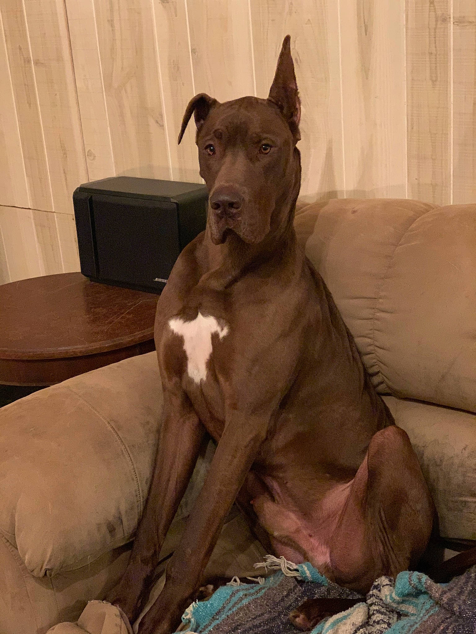 Kane joined the competition — help win amazing prizes! alaunt, american_pit_bull_terrier, ancient_dog_breeds, canidae, carnivore, dog, dog_breed, ear, fawn, great_dane, guard_dog, mammal, non_sporting_group, pariah_dog, pit_bull, snout, thai_ridgeback, vertebrate, whiskers