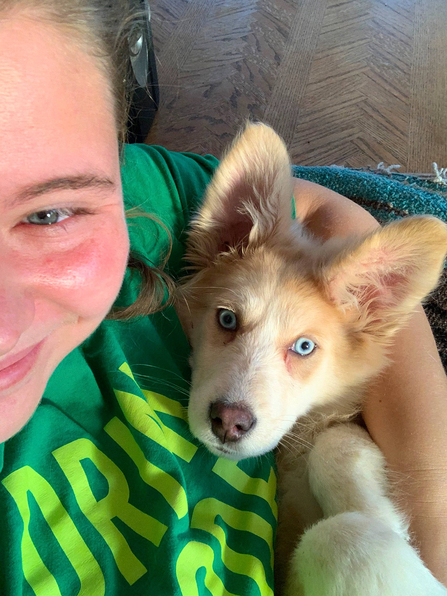 Banshee is registered to the contest to win money with this photo: canidae, carnivore, companion_dog, dog, dog_breed, ear, fawn, iris, mammal, nose, siberian_husky, skin, vertebrate