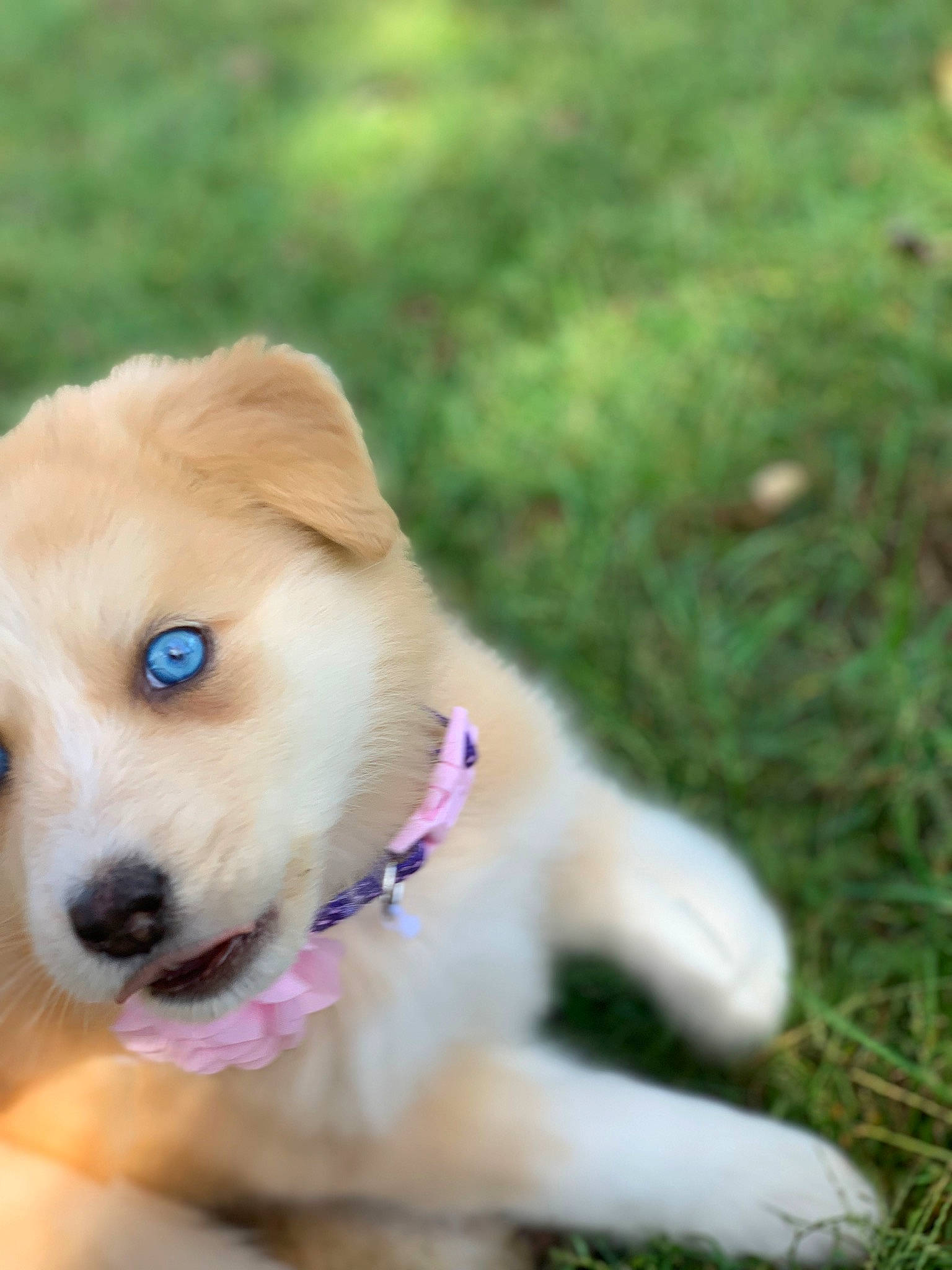 Banshee joined the competition — help win amazing prizes! canidae, carnivore, companion_dog, dog, dog_breed, fawn, labrador_husky, mammal, nose, puppy, rare_breed_dog, snout, sporting_group, vertebrate