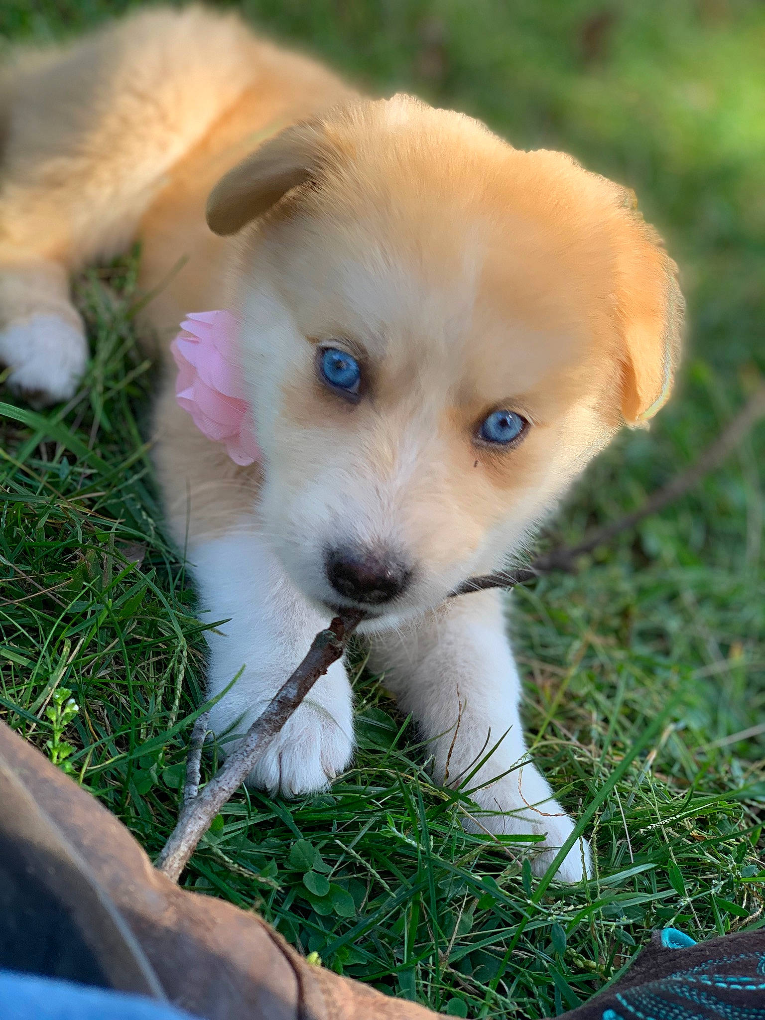 Banshee joined the competition — help win amazing prizes! canidae, carnivore, companion_dog, dog, dog_breed, fawn, kintamani, labrador_husky, mammal, puppy, rare_breed_dog, small_greek_domestic_dog, snout, sporting_group, vertebrate, working_dog