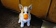 Rip joined the competition — help win amazing prizes! corgi, puppy, dog, orange, cup, mat, floor, wooden_cabinet, indoor, pet, animal, cute, small, ears, sitting, curious, nose, kitchen, tile_floor, home