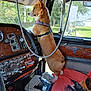 Rip is registered to the contest to win money with this photo: dog, corgi, truck, dashboard, window, seat, interior, vehicle, curious, pet, harness, vintage, controls, red_blanket, side_mirror, greenery, outdoor_view, daylight, leather, metal
