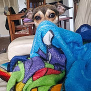 Scooby joined the competition — help win amazing prizes! blanket, chair, colorful, comfort, cozy, curious, dog, ears, eyes, furniture, hiding, home, indoor, living_room, peeking, pet, relaxed, soft, table, wooden