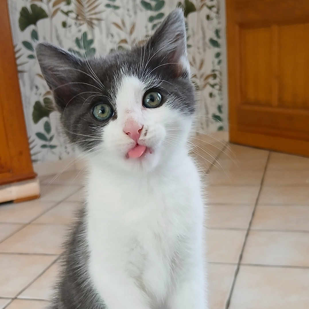 Stitch a rejoint le concours — aidez-le/la à gagner de superbes lots ! animal, cat, curious, cute, domestic, ears, eyes, floor, fur, gray, indoor, kitten, person_leg, pet, playful, tile, tongue_out, whiskers, white, young