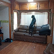Khan is registered to the contest to win money with this photo: dog, couch, living_room, window_blinds, blankets, wood_floor, wood_cabinet, curiosity, indoor, furniture, pet, leather_couch, vertical_blinds, stacked_blankets, room_interior, house, domestic, animal, watching, standing