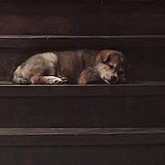 Layla is registered to the contest to win money with this photo: animal, brown, curled_up, cute, dog, ears, face, indoors, low_light, paws, pet, photograph, puppy, resting, sleeping, sleepy, small, staircase, wood, young