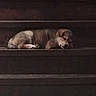 animal, brown, curled_up, cute, dog, ears, face, indoors, low_light, paws, pet, photograph, puppy, resting, sleeping, sleepy, small, staircase, wood, young