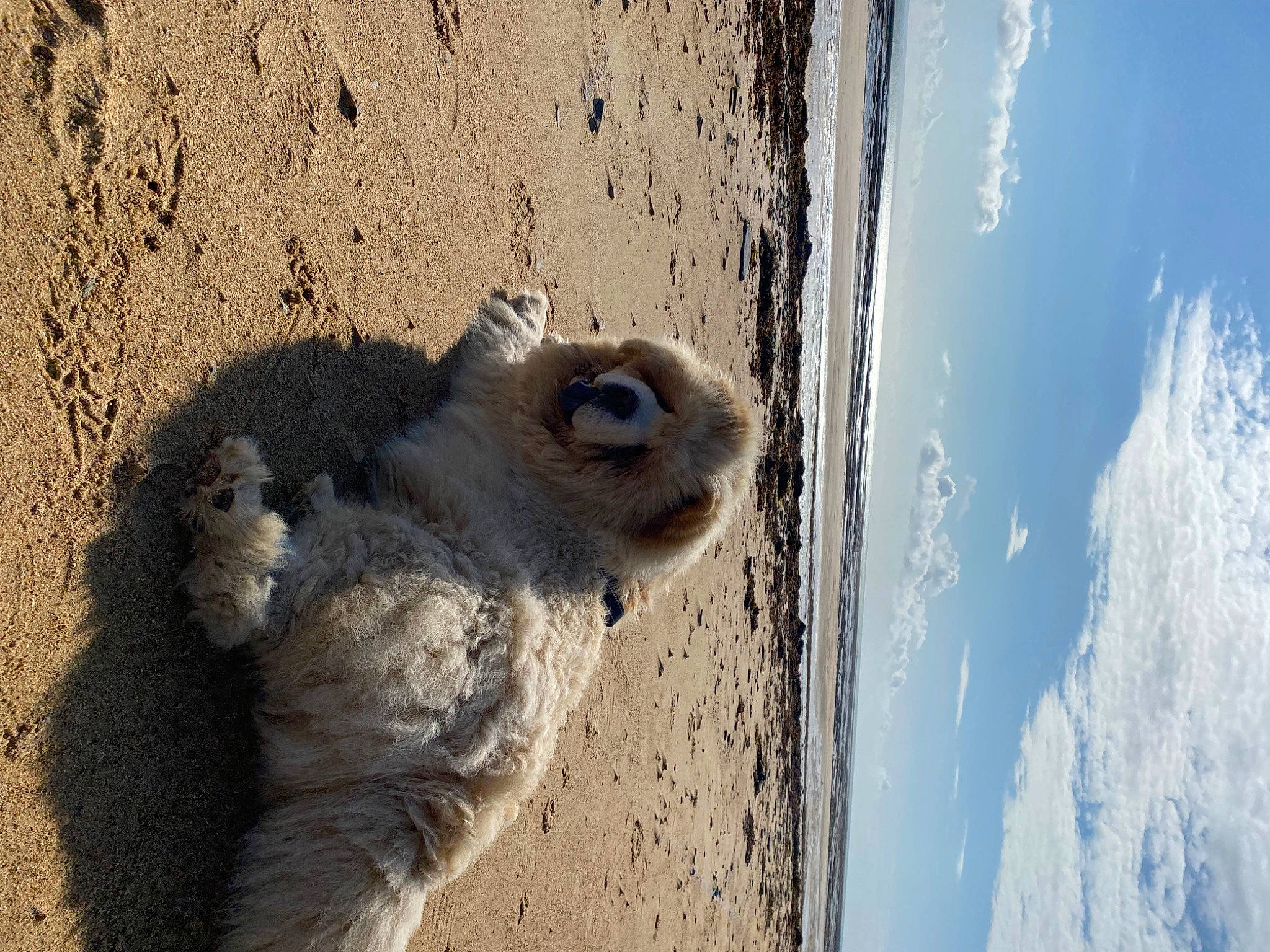 Pépito a rejoint le concours — aidez-le/la à gagner de superbes lots ! cloud, cumulus, eye, fawn, fur, landscape, paw, plant, rock, sand, shadow, sky, soil, terrestrial_animal, trunk, whiskers, wildlife, window, wood