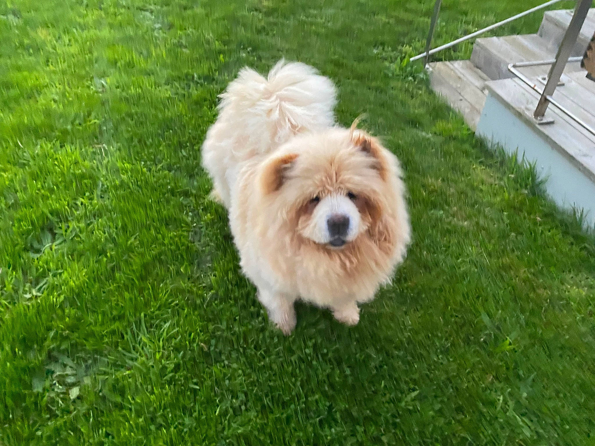 Pépito participe au concours pour gagner de l'argent avec cette photo : canidae, carnivore, companion_dog, dog, dog_breed, dog_supply, fur, grass, mal_shi, maltepoo, plant, puppy, shih_poo, small_terrier, snout, sporting_group, tail, terrier, toy_dog, working_animal