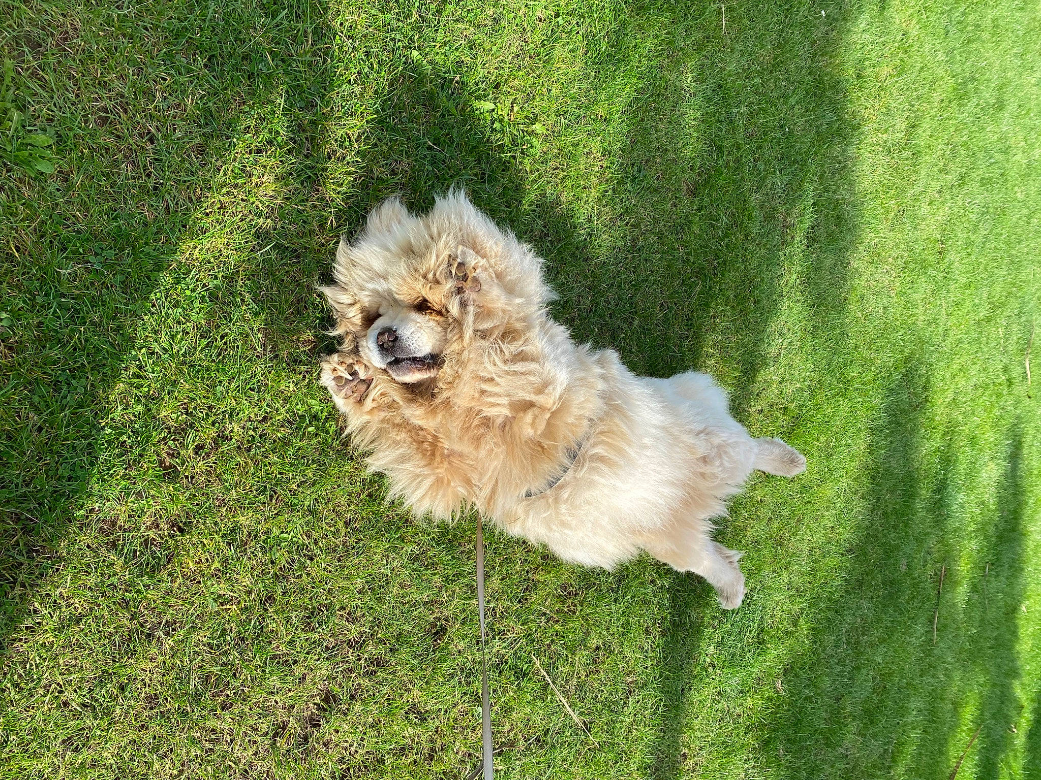 Pépito a rejoint le concours — aidez-le/la à gagner de superbes lots ! ancient_dog_breeds, canidae, carnivore, companion_dog, dog, dog_breed, fawn, flooring, fur, german_spitz, grass, grassland, non_sporting_group, plant, pomeranian, sporting_group, tail, terrier, toy_dog