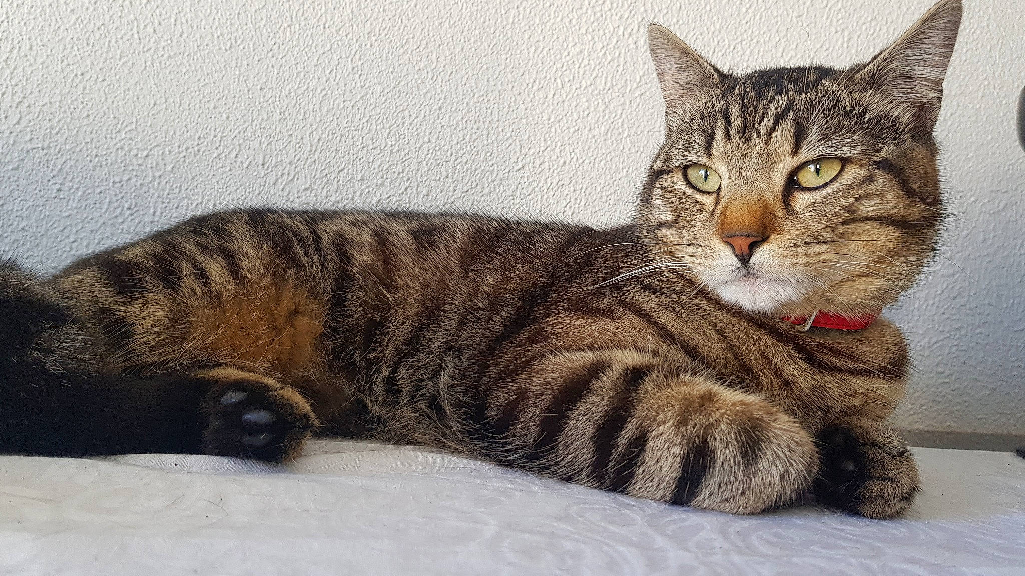 Elky participe au concours pour gagner de l'argent avec cette photo : beige, carnivore, cat, claw, domestic_short_haired_cat, fawn, felidae, fur, liver, paw, skin, small_to_medium_sized_cats, snout, tabby_cat, tail, terrestrial_animal, vertebrate, whiskers