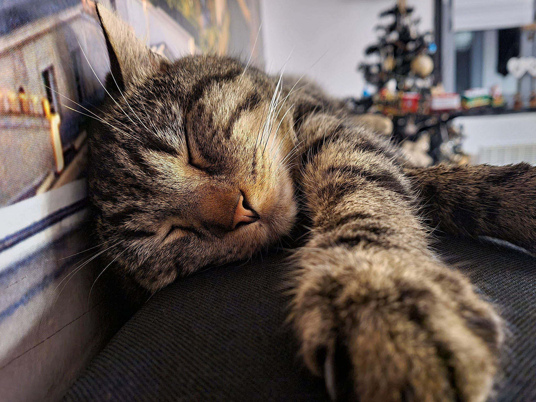 Elky a rejoint le concours — aidez-le/la à gagner de superbes lots ! carnivore, cat, comfort, domestic_short_haired_cat, felidae, fur, nap, natural_material, small_to_medium_sized_cats, snout, tabby_cat, vertebrate, whiskers