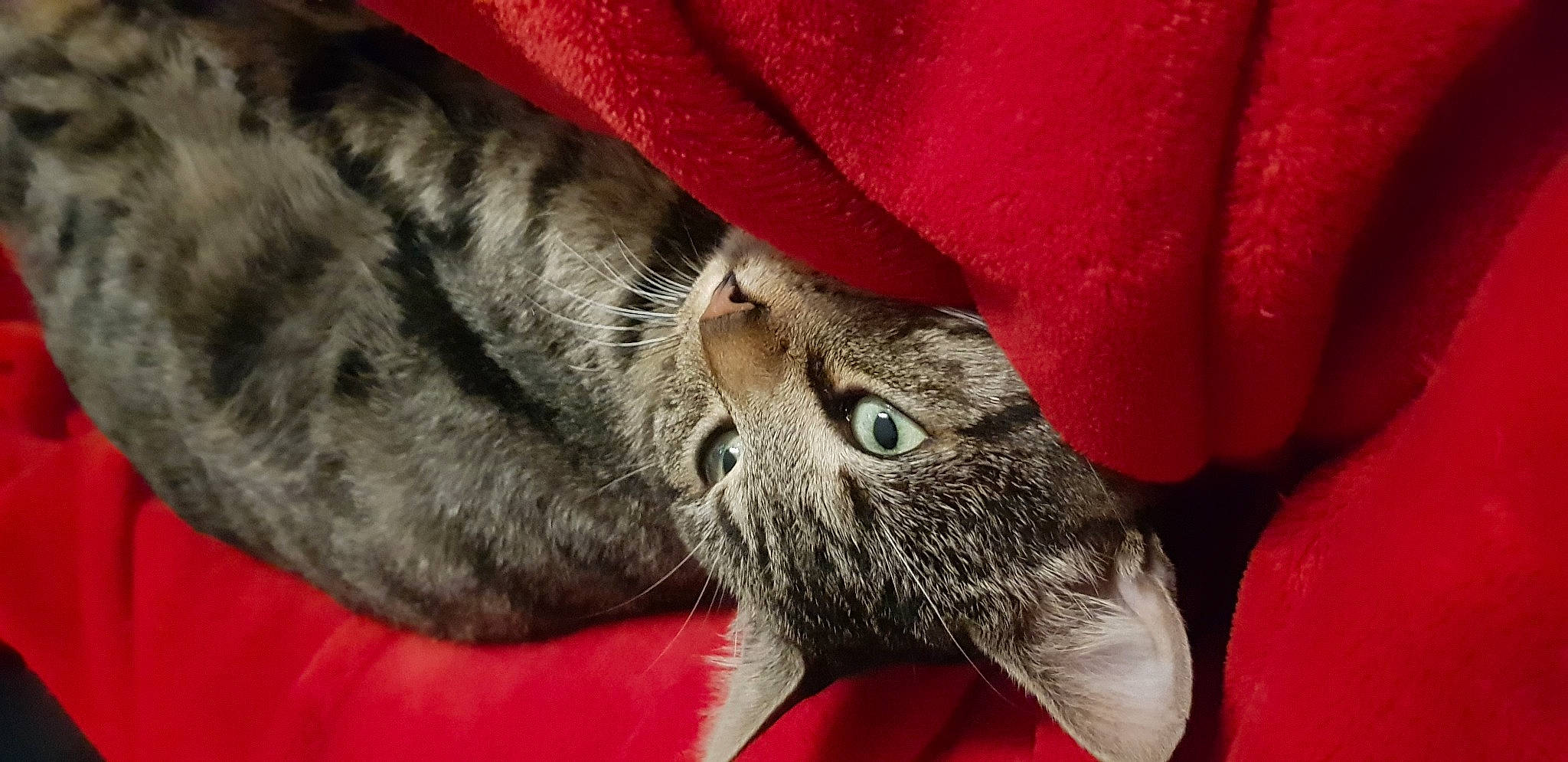 Elky participe au concours pour gagner de l'argent avec cette photo : carmine, carnivore, cat, comfort, domestic_short_haired_cat, felidae, fur, red, small_to_medium_sized_cats, snout, vertebrate, whiskers