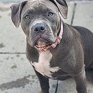 Rhver is registered to the contest to win money with this photo: animal, canine, close_up, collar, concrete, dog, ears, face, fur, gray_dog, looking, outdoor, pavement, paw, pet, pink_collar, portrait, sitting, whiskers, young_dog