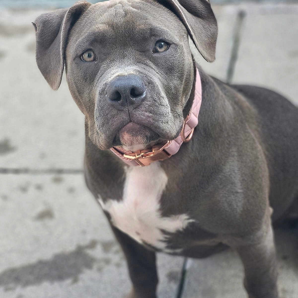Rhver is registered to the contest to win money with this photo: animal, canine, close_up, collar, concrete, dog, ears, face, fur, gray_dog, looking, outdoor, pavement, paw, pet, pink_collar, portrait, sitting, whiskers, young_dog