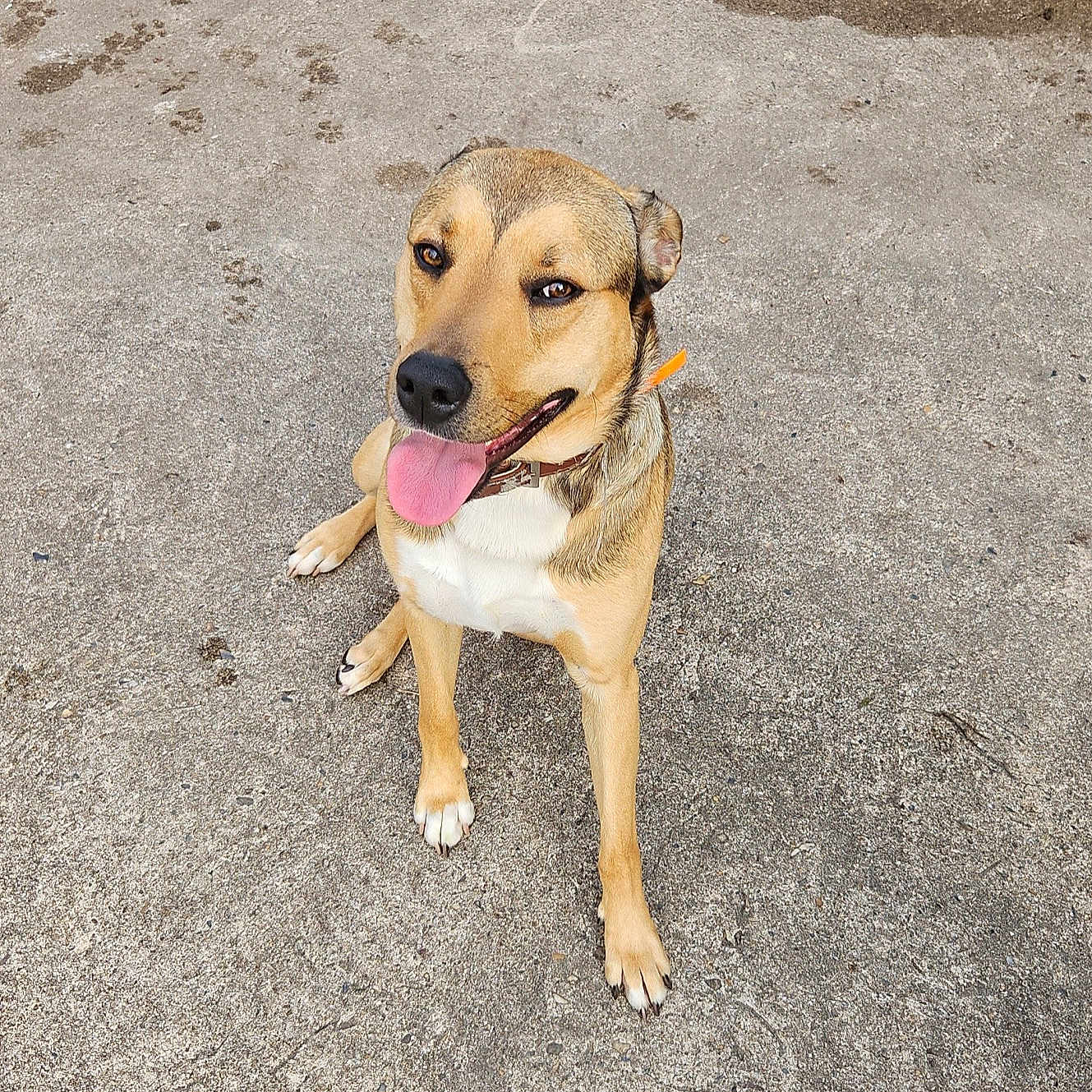 Shadow participe au concours pour gagner de l'argent avec cette photo : animal, bright, brown_fur, canine, collar, concrete, dog, ears, friendly, happy, looking_up, muzzle, outdoor, paw, pet, playful, short_hair, sitting, snout, tongue_out