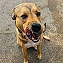 dog, canine, pet, animal, tongue_out, teeth, close_up, playful, sitting, outdoor, concrete, brown_fur, black_nose, ears, collar, happy, looking_up, paw, friendly, muzzle
