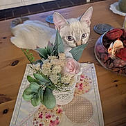Lily a rejoint le concours — aidez-le/la à gagner de superbes lots ! cat, flower, bouquet, table, wooden_table, potpourri, decor, leaf, pink_flower, green_leaf, domestic_cat, curious, indoor, pet, animal, houseplant, feline, closeup, cute, home