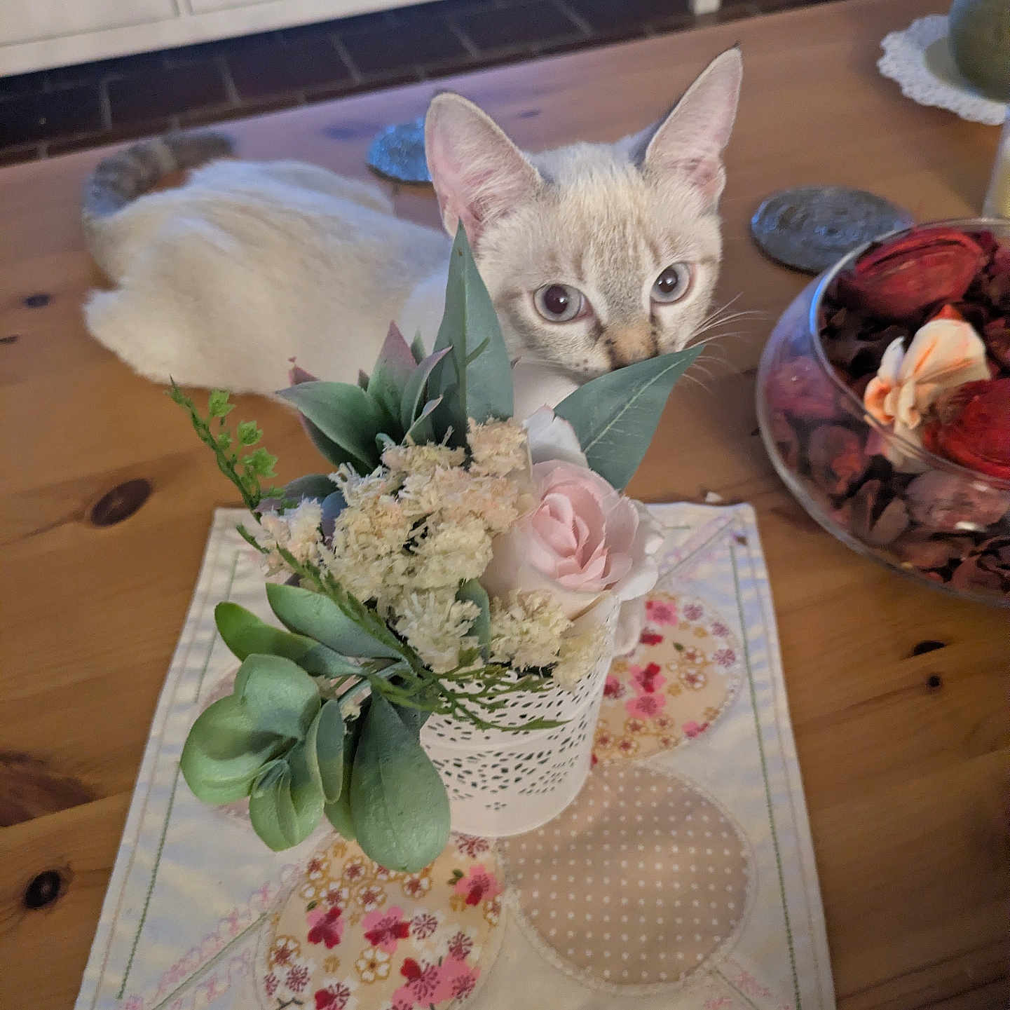 Lily