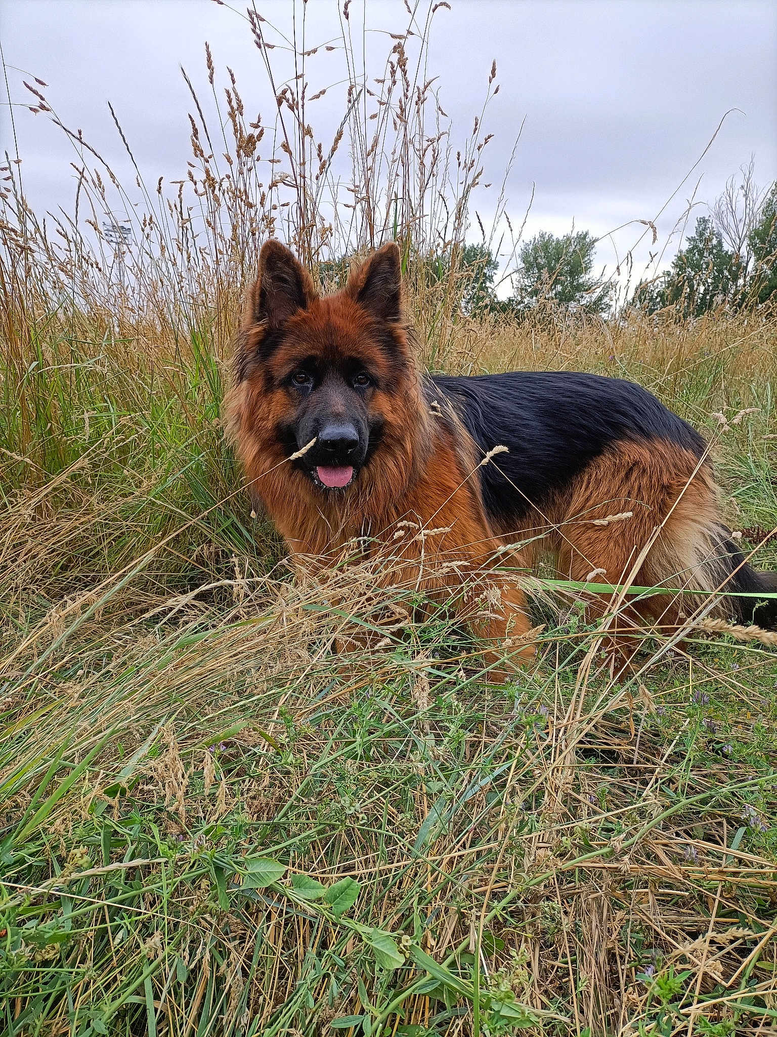 Taïko Du Domaine De Castel Odon