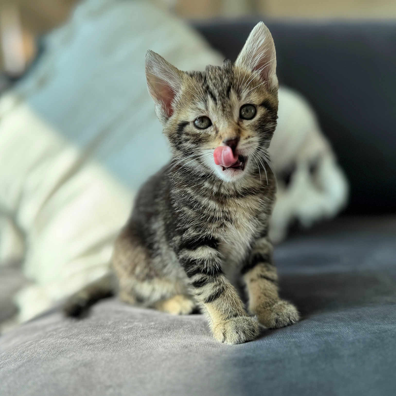 Aspen a rejoint le concours — aidez-le/la à gagner de superbes lots ! animal, blurred_background, cat, couch, cute, domestic_animal, ears, feline, fur, indoor, kitten, licking, pet, playful, sitting, soft_light, tabby, tongue, whiskers, young