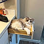 Zero is registered to the contest to win money with this photo: cat, drawer, fluffy, relaxed, bathroom, countertop, floor, cabinet, wood, white, handle, pet, feline, fur, domestic_animal, indoor, resting, curious, cozy, household
